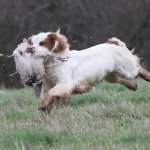 Clumber retrieving partridge